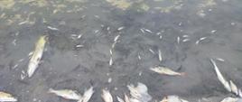 Widok na śnięte ryby na brzegu jeziora. Duża ilość narybku oraz duże osobniki.