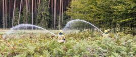 Strażacy OSP w ubraniach bojowych podają dwa prądy wody w kierunku frontu pożaru podczas ćwiczeń pn. Centawa 2023. W tle widoczny las.