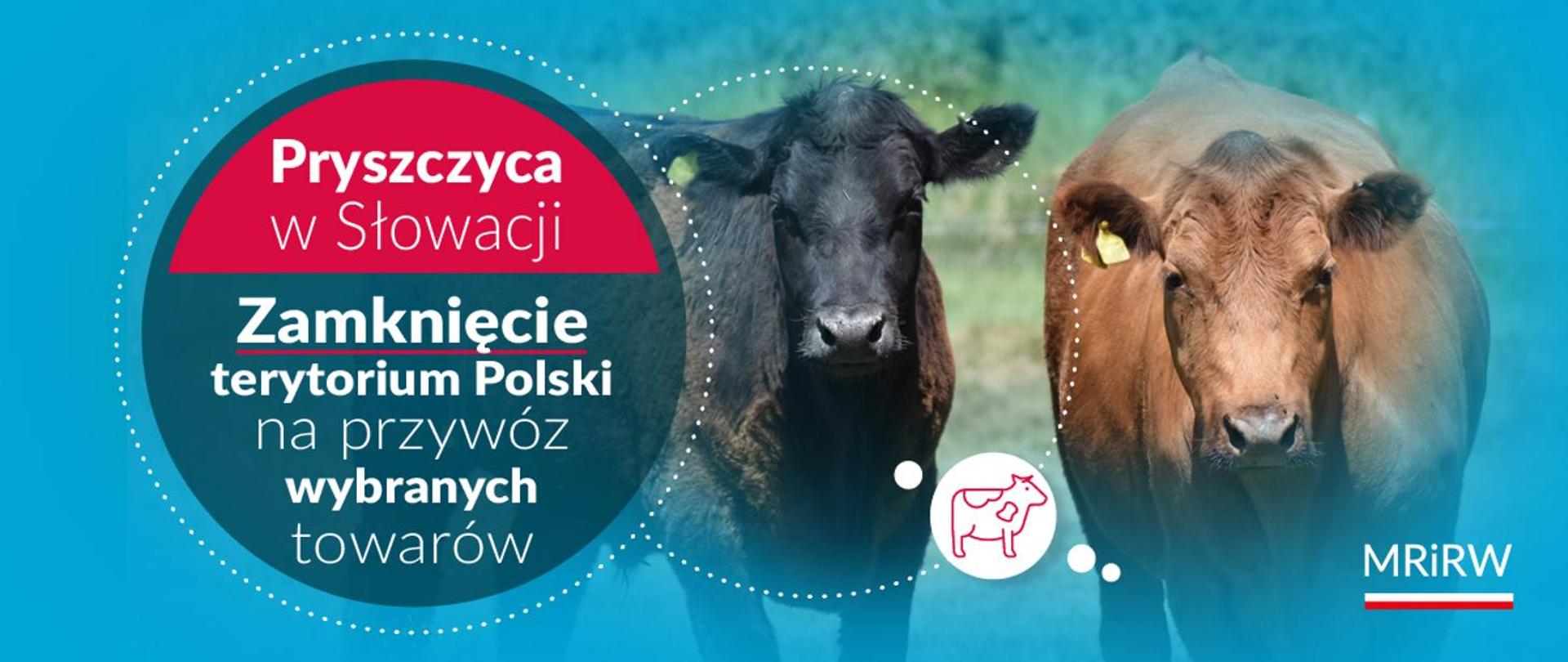 Infografika pryszczyca