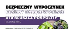 Infografika przedstawiająca zdjęcie roślinę trującą - bluszcz pospolity z opisem