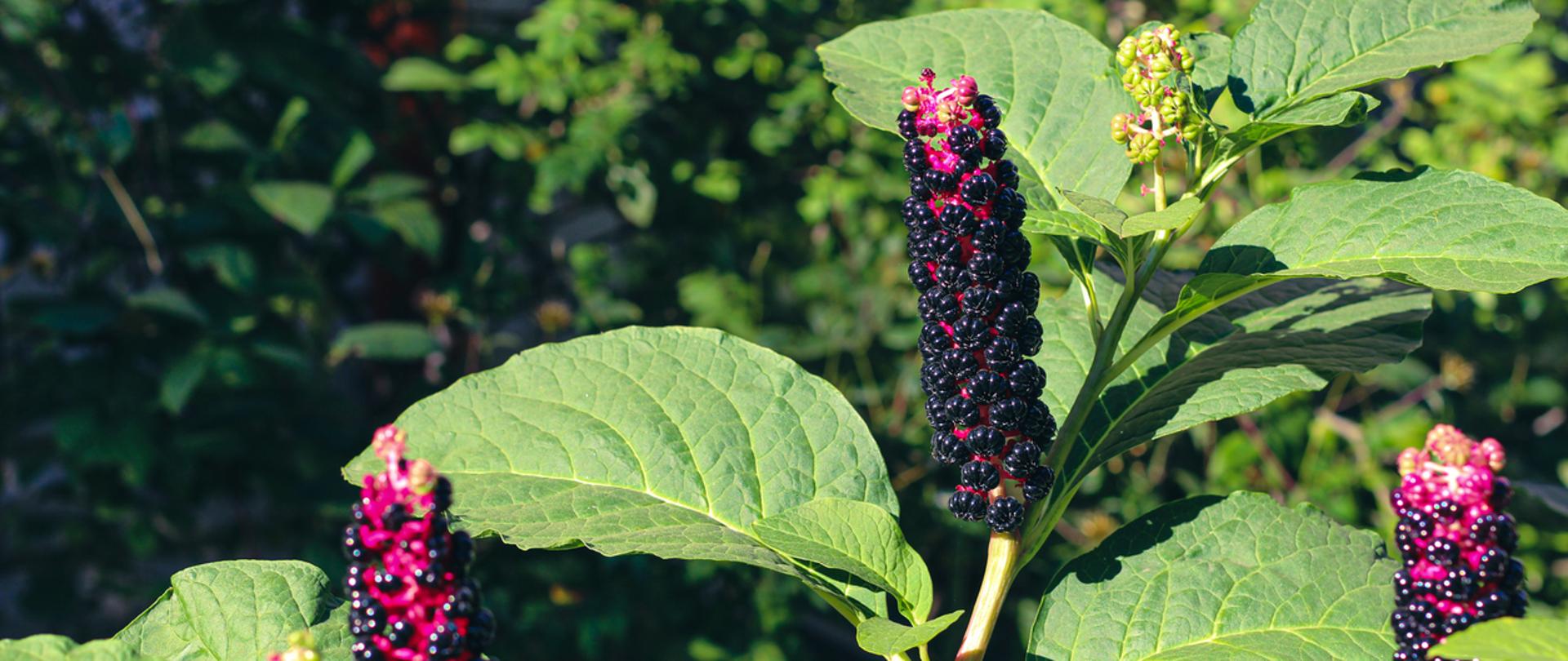 szarłatka amerykańska