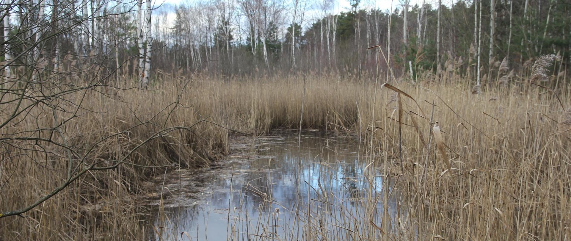 Strzebla błotna w Zielonce