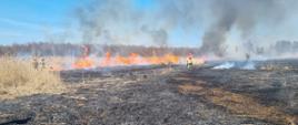 Ogień, spalone trzcinowisko, pracujący strażacy