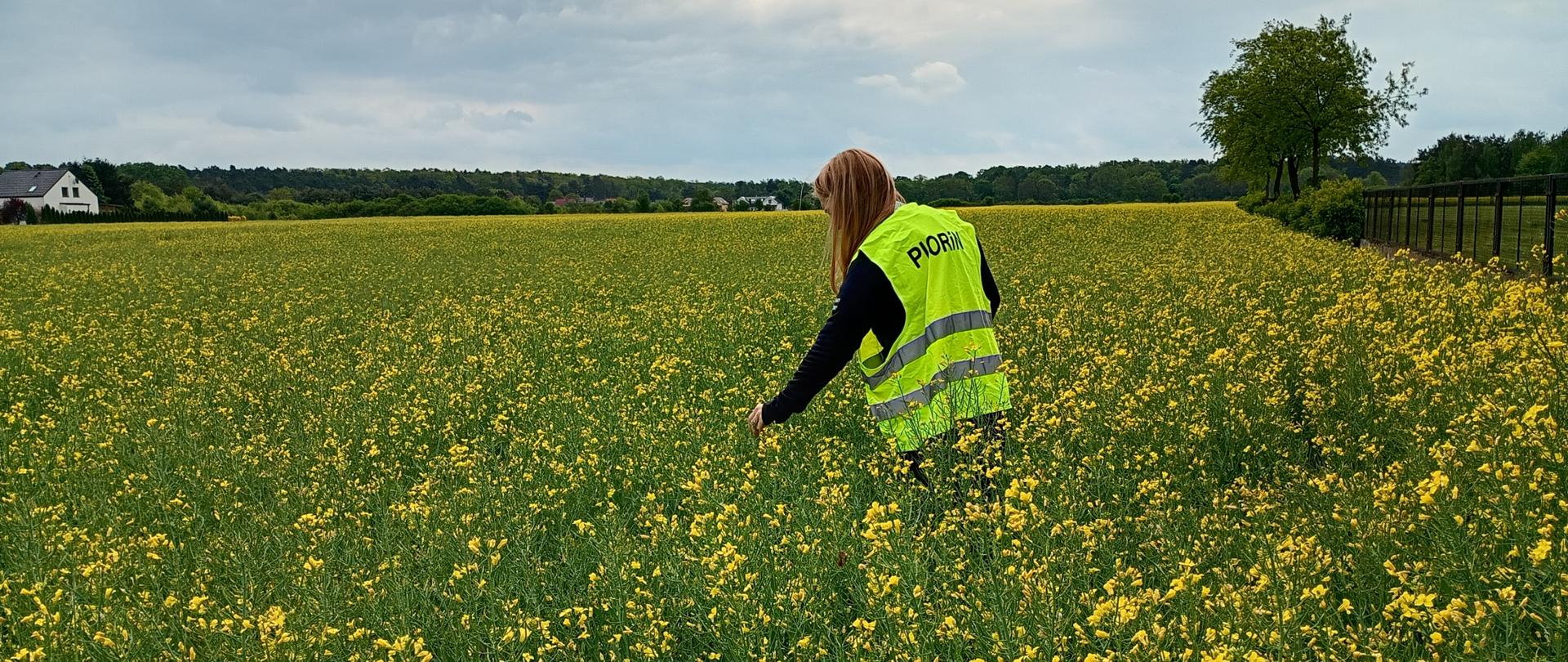 Rozległe pole kwitnącego rzepaku w odcieniach żółci i zieleni. W centralnej części kadru stoi kobieta odwrócona tyłem, ubrana w jaskrawą żółtą kamizelkę odblaskową z napisem PIORiN Schyla się lekko i dotyka roślin podczas kontroli uprawy. W tle widoczna jest linia drzew, pojedyncze zabudowania. Nad krajobrazem rozciąga się pochmurne, szare niebo zapowiadające deszcz.