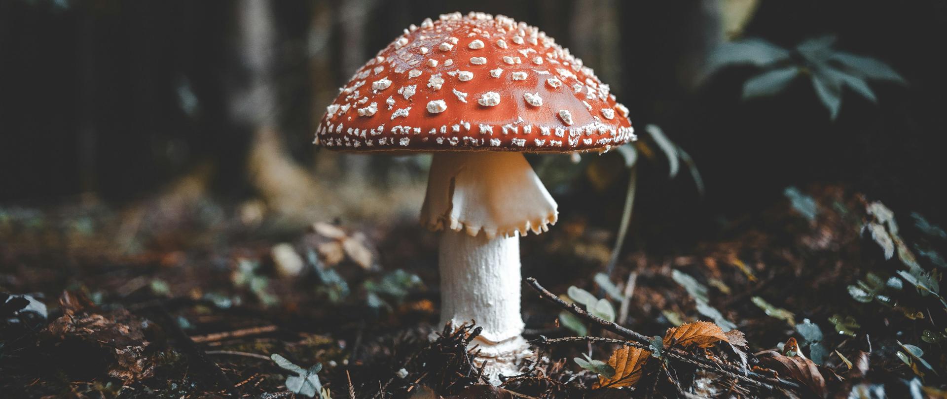 Zdjęcie muchomora z czerwonym kapeluszem w białe kropki na tle drzew.