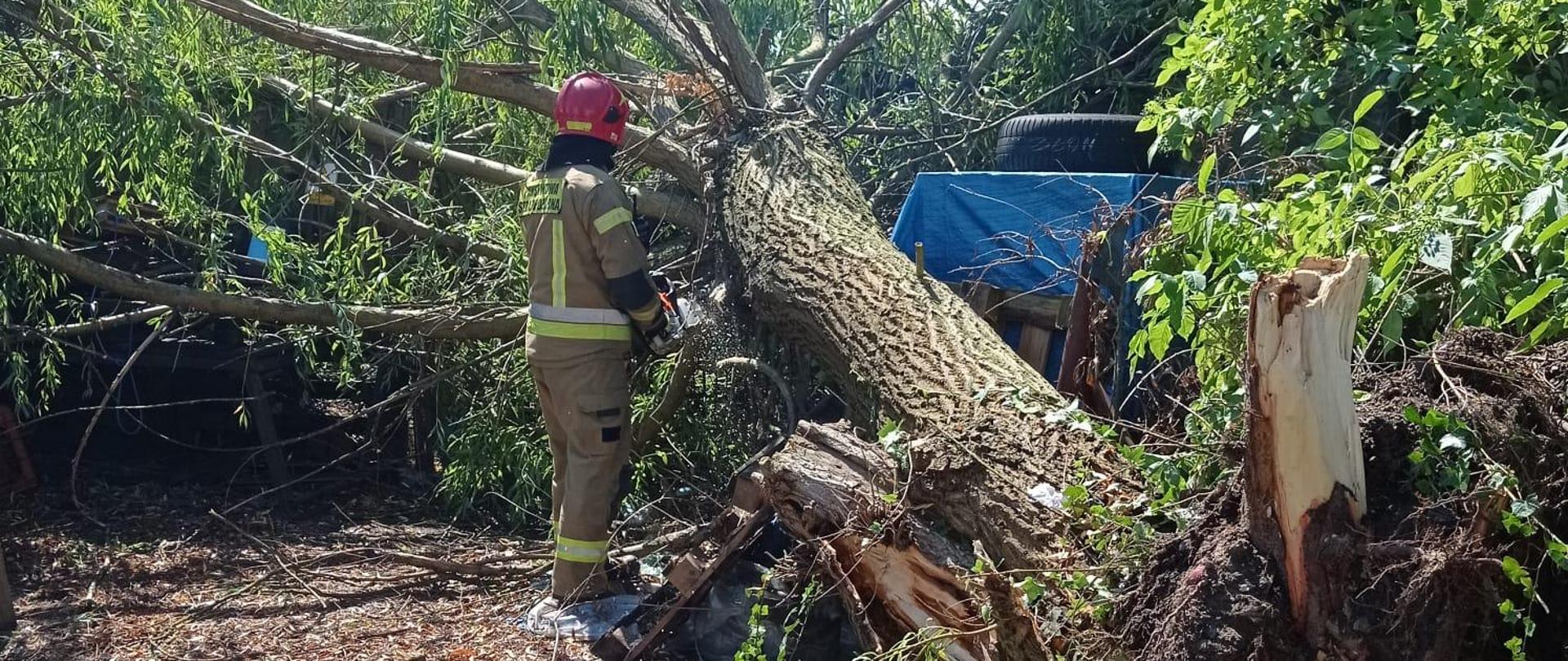 Na zdjęciu widać strażaka ubranego w umundurowanie specjalne do działań ratowniczych w kolorze piaskowym z czerwonym hełmem na głowie. Strażak trzyma dwiema rękami spalinową piłę mechaniczną, którą obcina gałęzie powalonego, dużych rozmiarów drzewa. Widać, że drzewo zostało wyrwane wraz z korzeniami i przygniata ono drewniany płot. Płot jest częściowo uszkodzony. Panuje słoneczna pogoda, w tle widać inne pochylone drzewa.