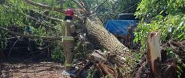 Na zdjęciu widać strażaka ubranego w umundurowanie specjalne do działań ratowniczych w kolorze piaskowym z czerwonym hełmem na głowie. Strażak trzyma dwiema rękami spalinową piłę mechaniczną, którą obcina gałęzie powalonego, dużych rozmiarów drzewa. Widać, że drzewo zostało wyrwane wraz z korzeniami i przygniata ono drewniany płot. Płot jest częściowo uszkodzony. Panuje słoneczna pogoda, w tle widać inne pochylone drzewa.