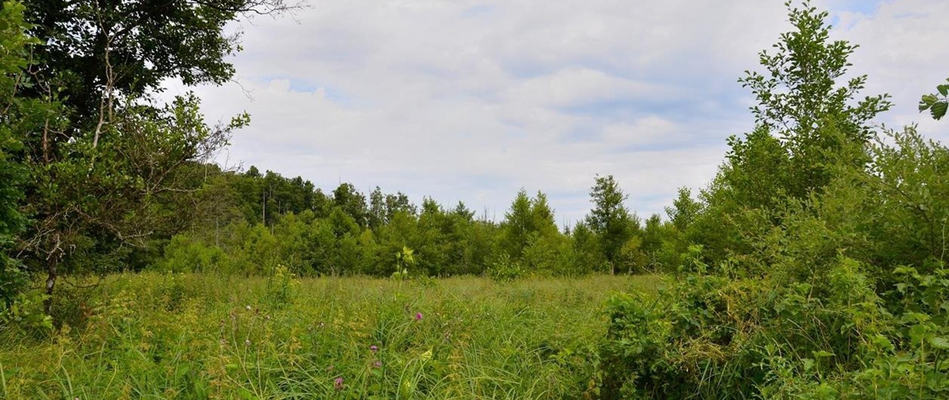 Na zdjęciu drzewa, trawa