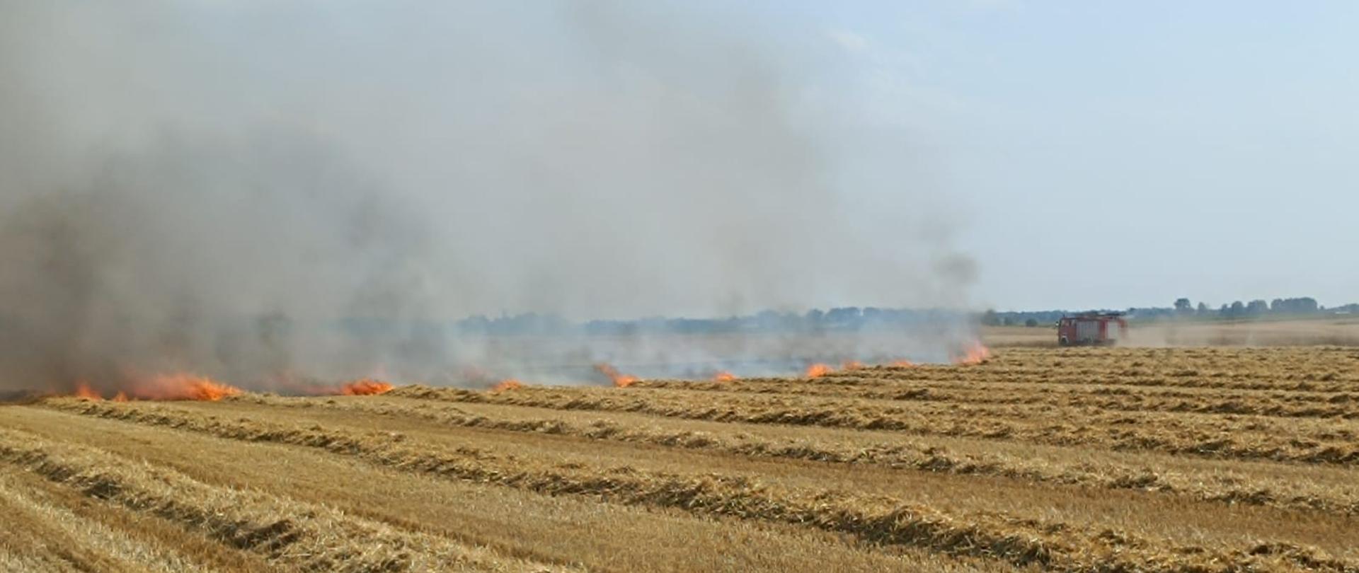 ŻNIWA. Na zdjęciu widać pole na którym doszło do pożaru zboża, wóz strażacki i strażaków gaszących pożar, w tle drzewa