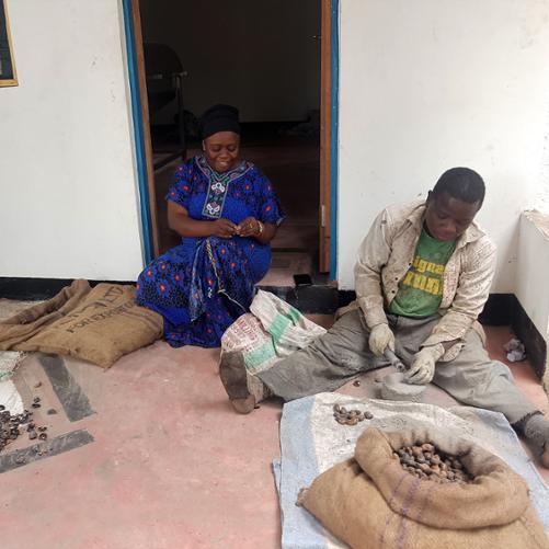 proces rozłupywania skrup orzechów nerkowca (zbiory w 2020 roku) fot. Anna Michael