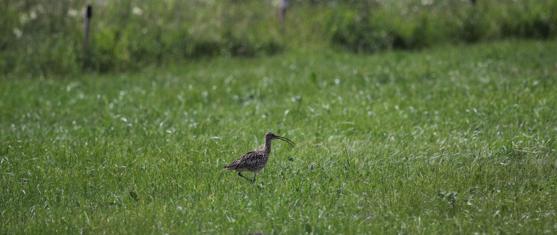 Widok na zieloną łąkę, w centralnej części kulik z charakterystycznym długim dziobem