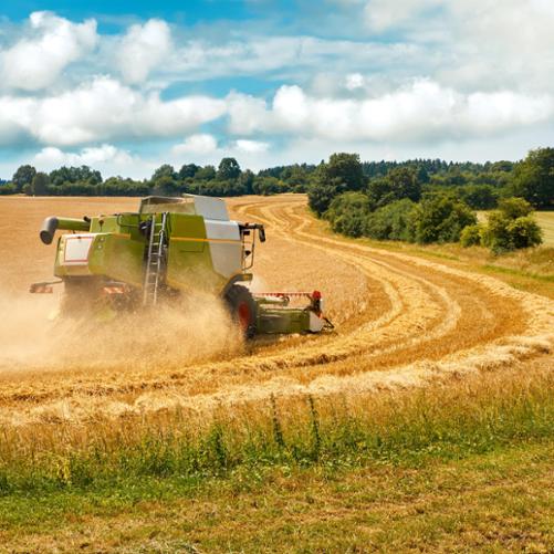 Kombajn pracuje na polu ze zbożem.