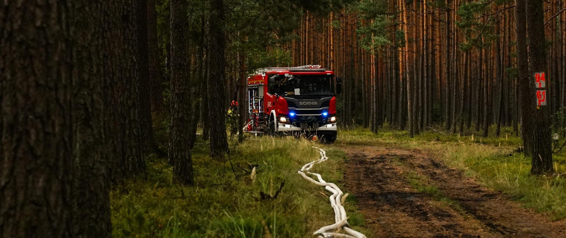 Samochód gaśniczy PSP na leśnej drodze z rozwiniętą linią wężową w kierunku lasu; widoczny gęsty drzewostan sosnowy.