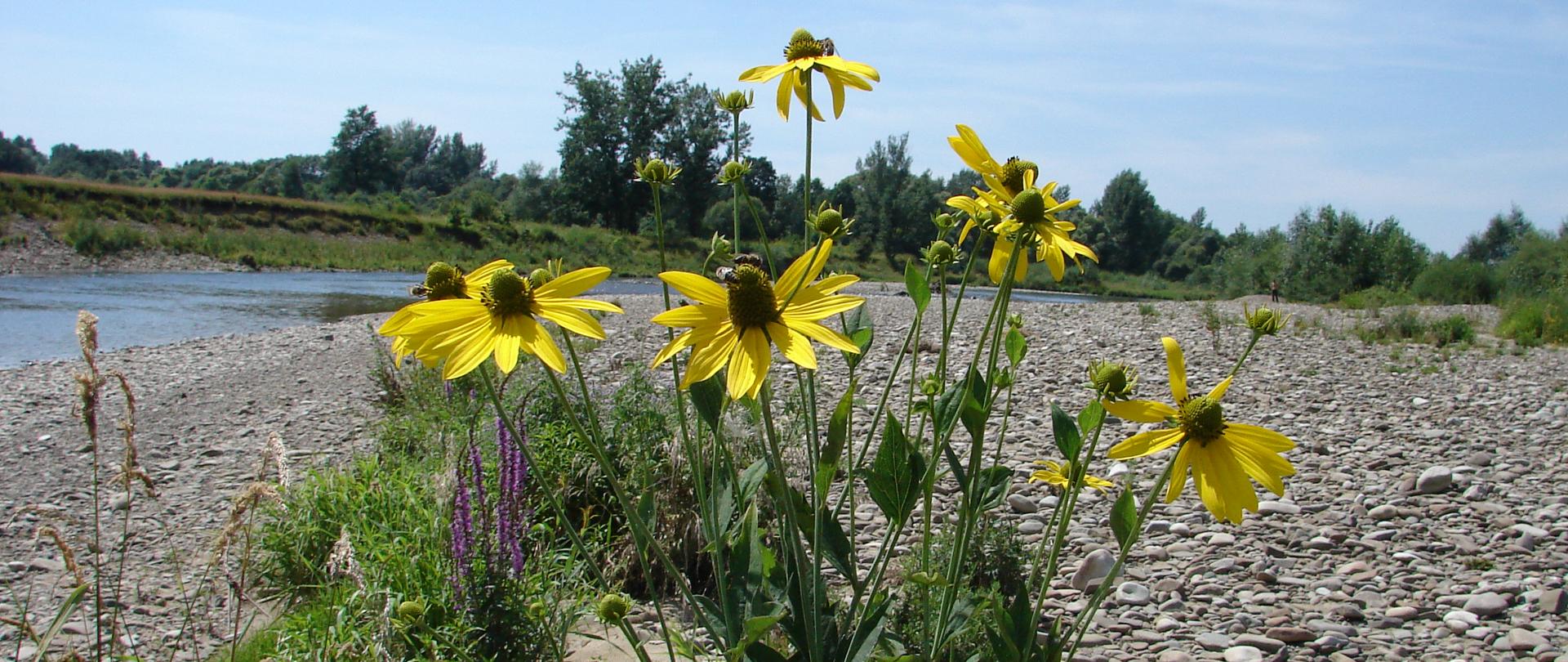 Na zdjęciu rosnąca pojedynczo rudbekia naga.