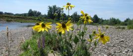 Na zdjęciu rosnąca pojedynczo rudbekia naga.