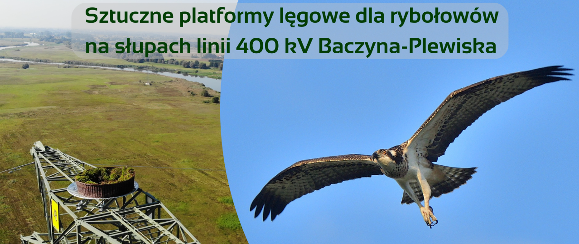 Po lewej stronie gniazdo na słupie energetycznym, po prawej ptak w locie na niebieskim tle.