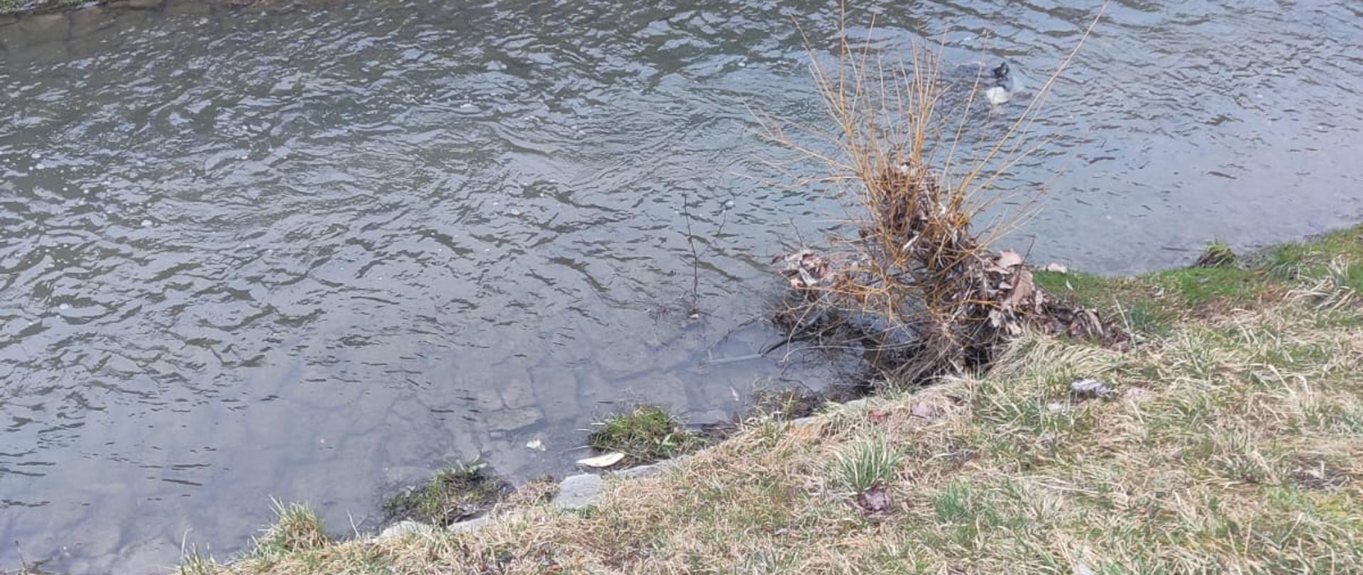 Zdjęcie przedstawia rzekę Silnicę, w której nurcie widać śniętą rybę.