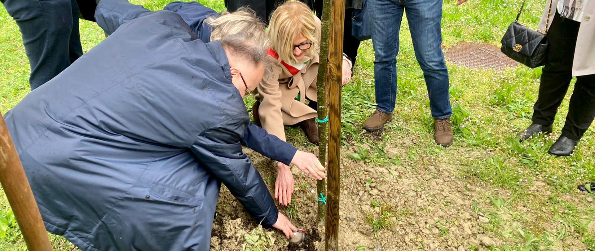 Dąb pamięci Witolda Pileckiego w ogrodach Uniwersytetu w Forlì