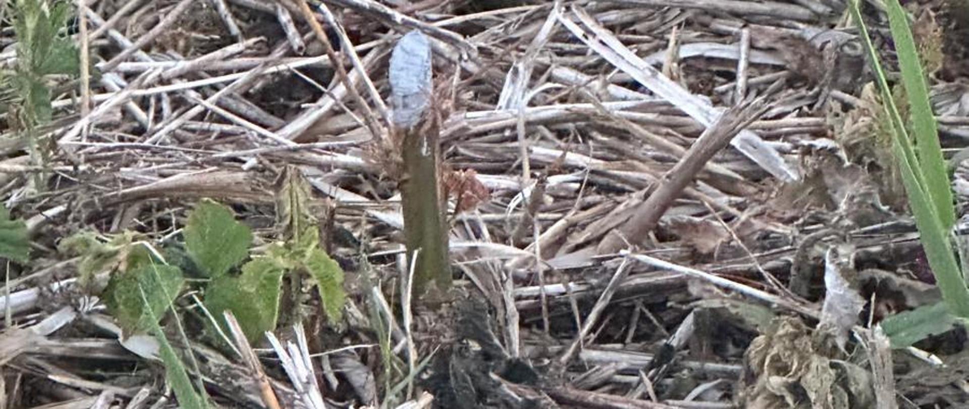 Zniszczone nasadzenia, fot. ZPKWW