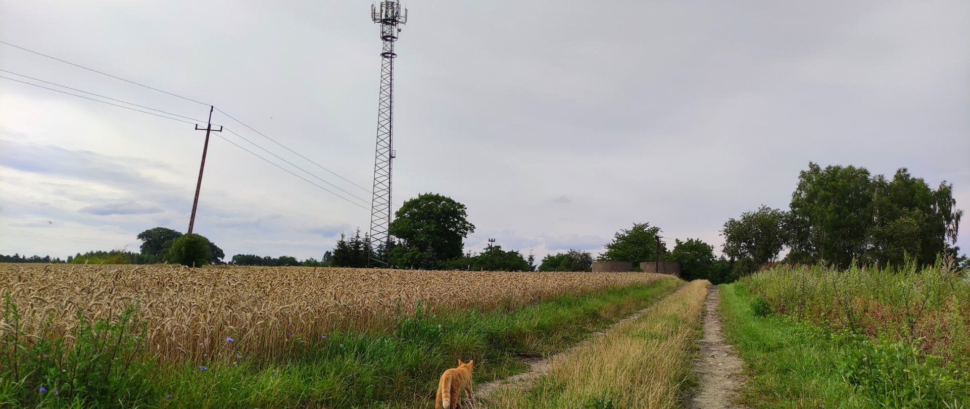 Widok na polną drogę, na niej kot, po lewej łan zboża, w tle maszt telekomunikacyjny