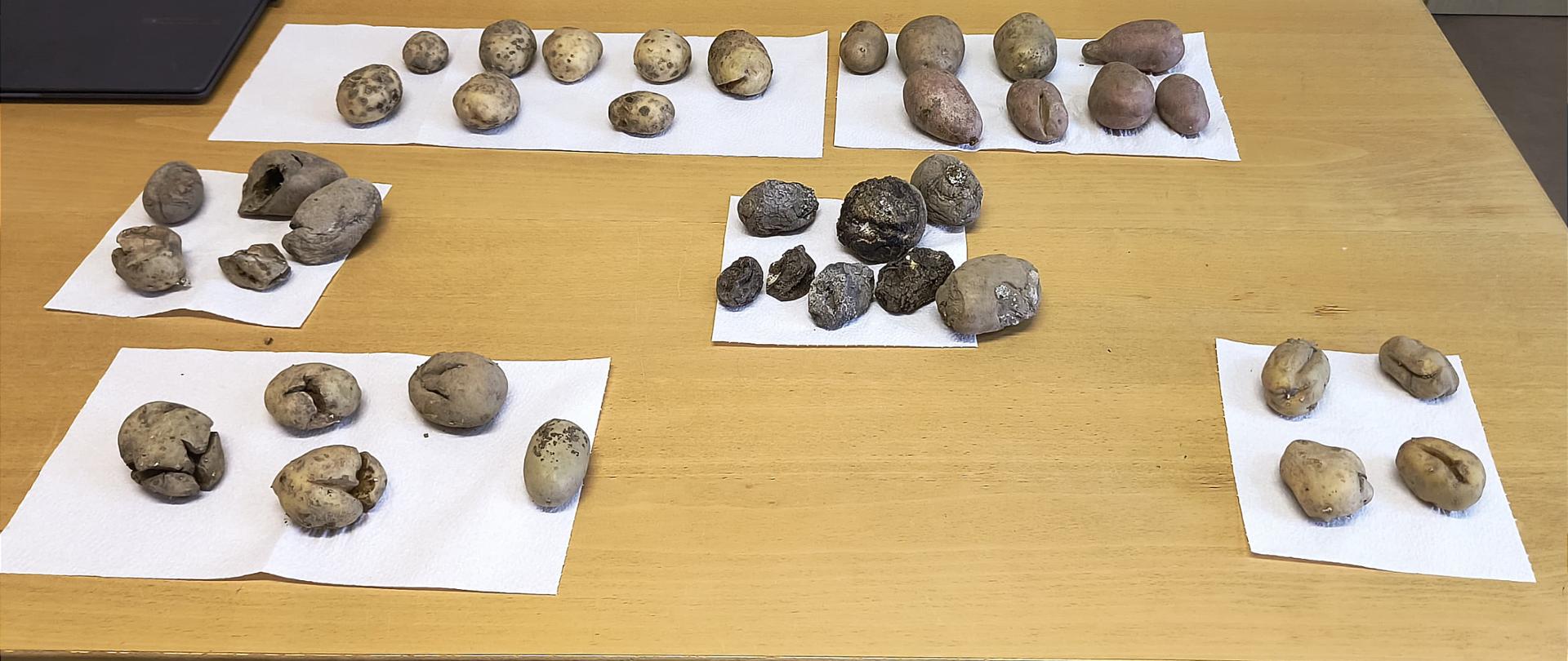 Stół, na którym porozkładane są w sześciu grupach ziemniaki. Widać na nich różne choroby