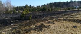 Widoczna duża powierzchnia spalonych traw i krzewów