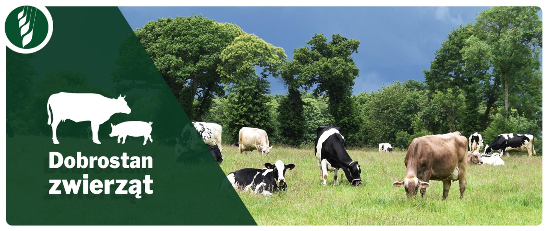 Dobrostan_zwierząt_strona