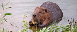 Bóbr europejski (Castor fiber)