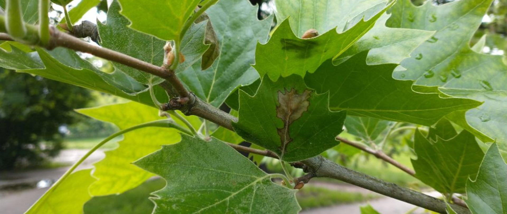 Gałąź drzewa z liśćmi