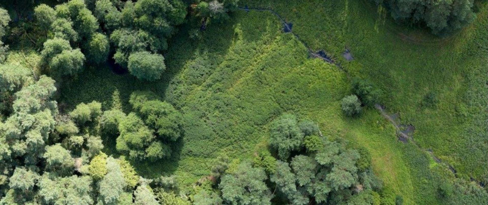 Fragment cieku w rezerwacie Orłowo Małe widziany z góry, wokół łąki i las.