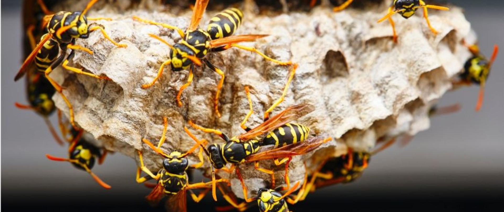 OWADY BŁONKOSKRZYDŁE – ZAGROŻENIA I POSTĘPOWANIE 