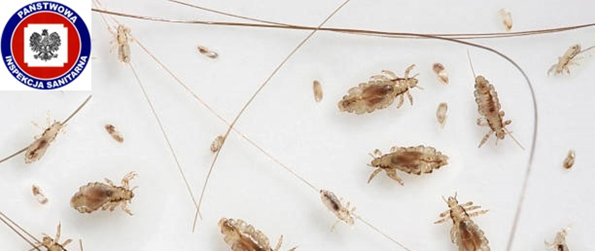 Wszy głowowe na różnych etapach rozwoju od jaja do imago ( dorosłego ) na białym tle Proszę zobaczyć kilka podobnych zdjęć z mojego portfolio: