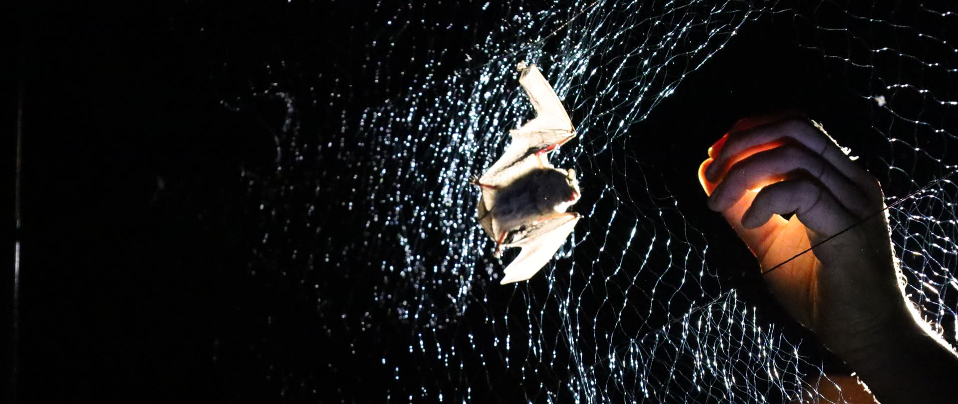 Noc. Rozciągnięta delikatna siatka, w którą złapał się nietoperz. Podświetlona dłoń sięga po zwierzę.