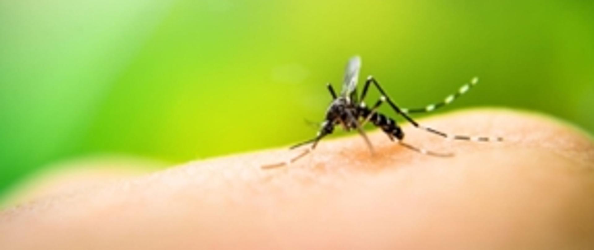 Zielone tło, komar siedzący na niezidentyfikowanej części ciała