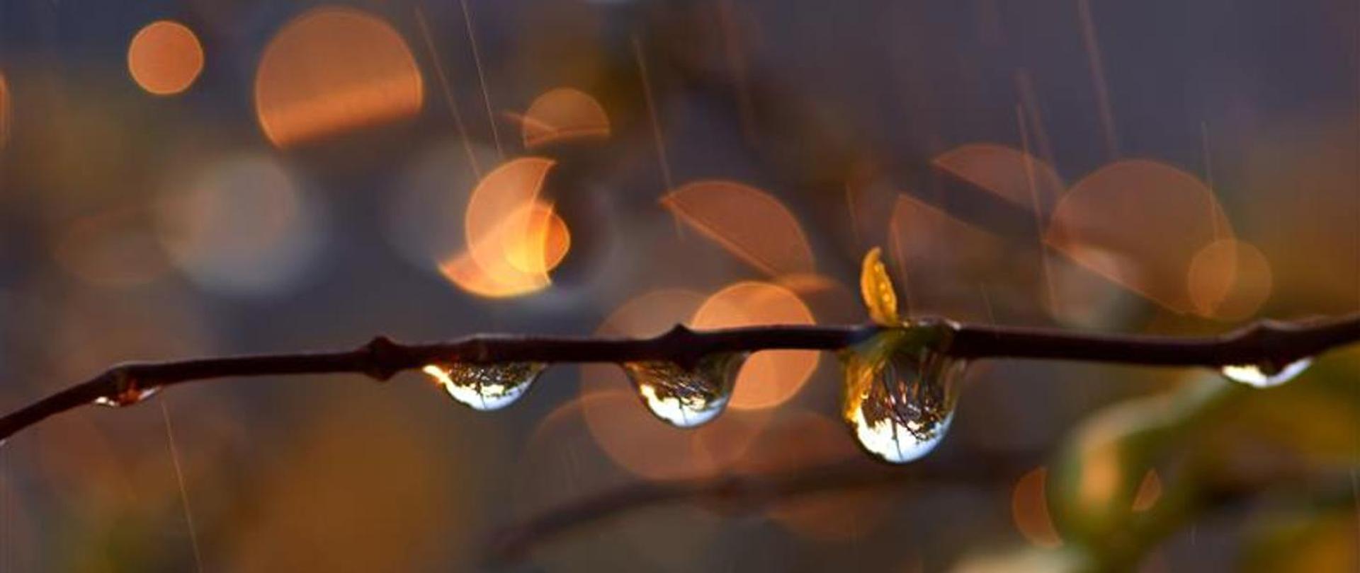 Susza jesienią - łatwe sposoby na poprawę retencji