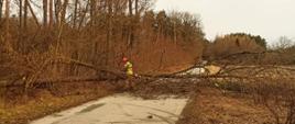 Na zdjęciu strażak tnie powalone drzewo na mniejsze kawałki celem usunięcia z jezdni