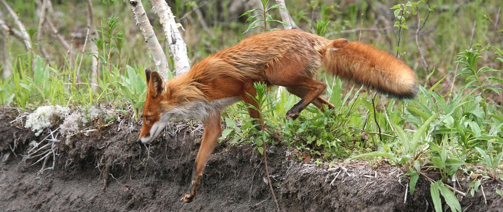 Szczepienia ochronne przeciw wściekliźnie
