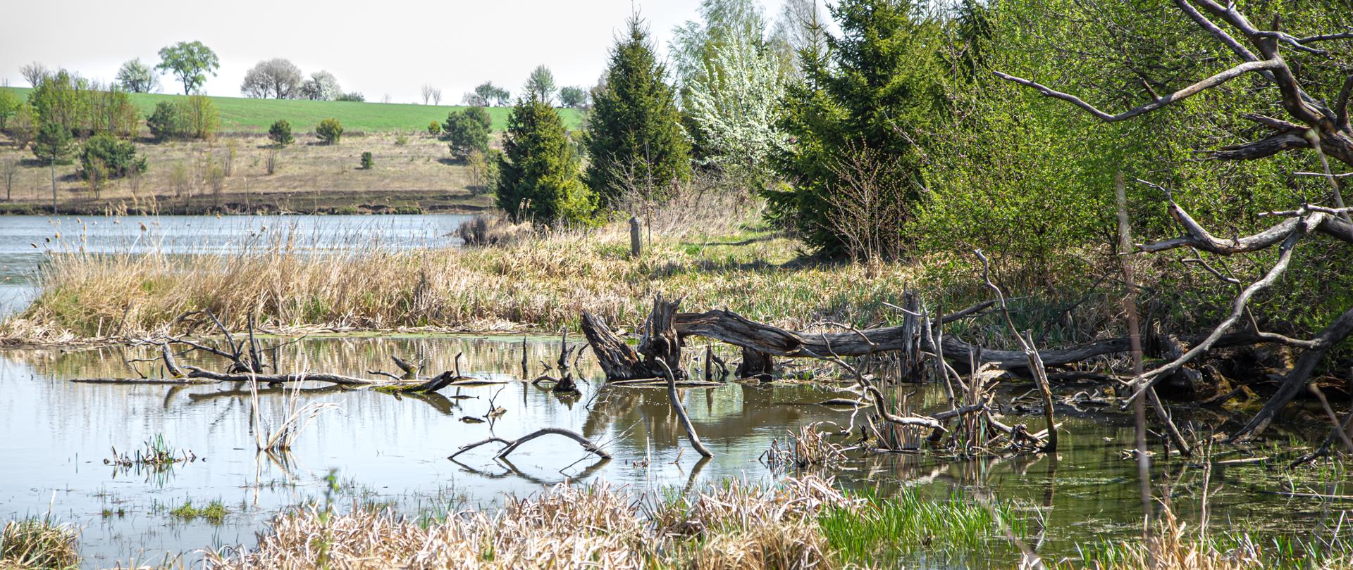 Landscape. Lake and swamp on the background of beautiful trees. Swamp in summer.