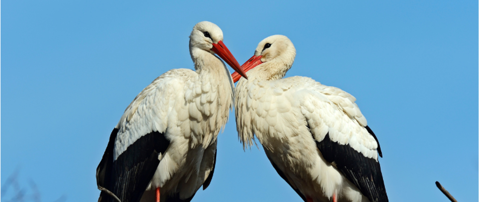 Dwa stojące bociany w gnieździe, przytulające się do siebie dziobami