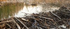 Beaver dam from branches, logs and mud. Beaver impoundment on forest river