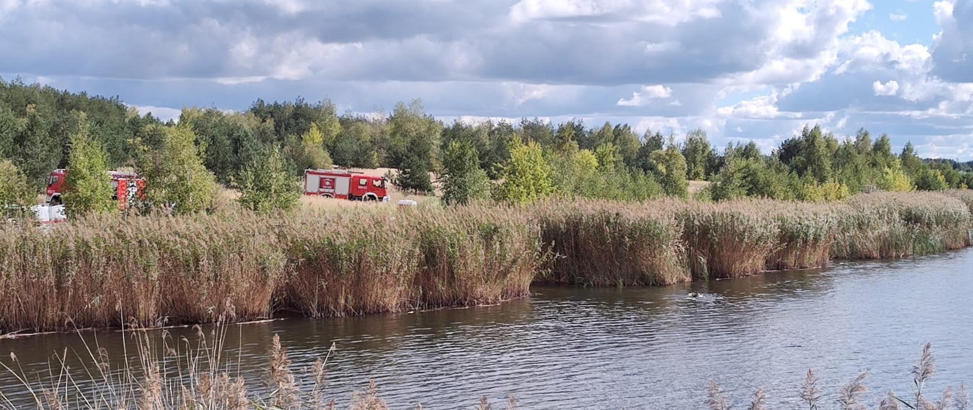 Zdjęcie ukazuje pas przybrzeżnych trzcin oraz fragment lustra wody na pierwszym planie. Na drugim planie, ponad gęstymi szuwarami, widać czerwono-białe pojazdy pożarnicze i kontenery stanowiące zaplecze operacyjne Specjalistycznych Grup Ratownictwa Wodno-Nurkowego. Tło tworzy gęsty, zielony las pod jasnym, częściowo zachmurzonym niebem w słoneczny dzień. Kadrowanie nie obejmuje postaci strażaków ani czytelnych napisów. Obraz przekazuje atmosferę skupienia, stabilności oraz technicznego przygotowania do manewrów ratowniczych na wodzie.