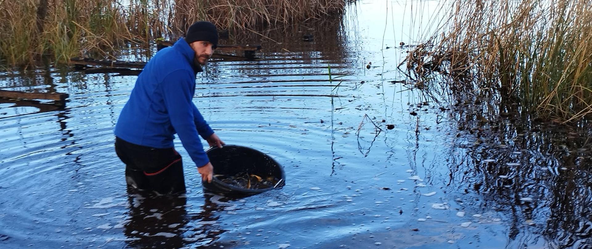 Człowiek w woderach, niebieskiej bluzie i czarnej czapce stoi w wodzie jeziora. Zarybia. Trzyma częściowo zanurzone w wodzie wiadro, a w nim znajdują się ryby. Niżej zmącona woda. Wyżej szuwary. 