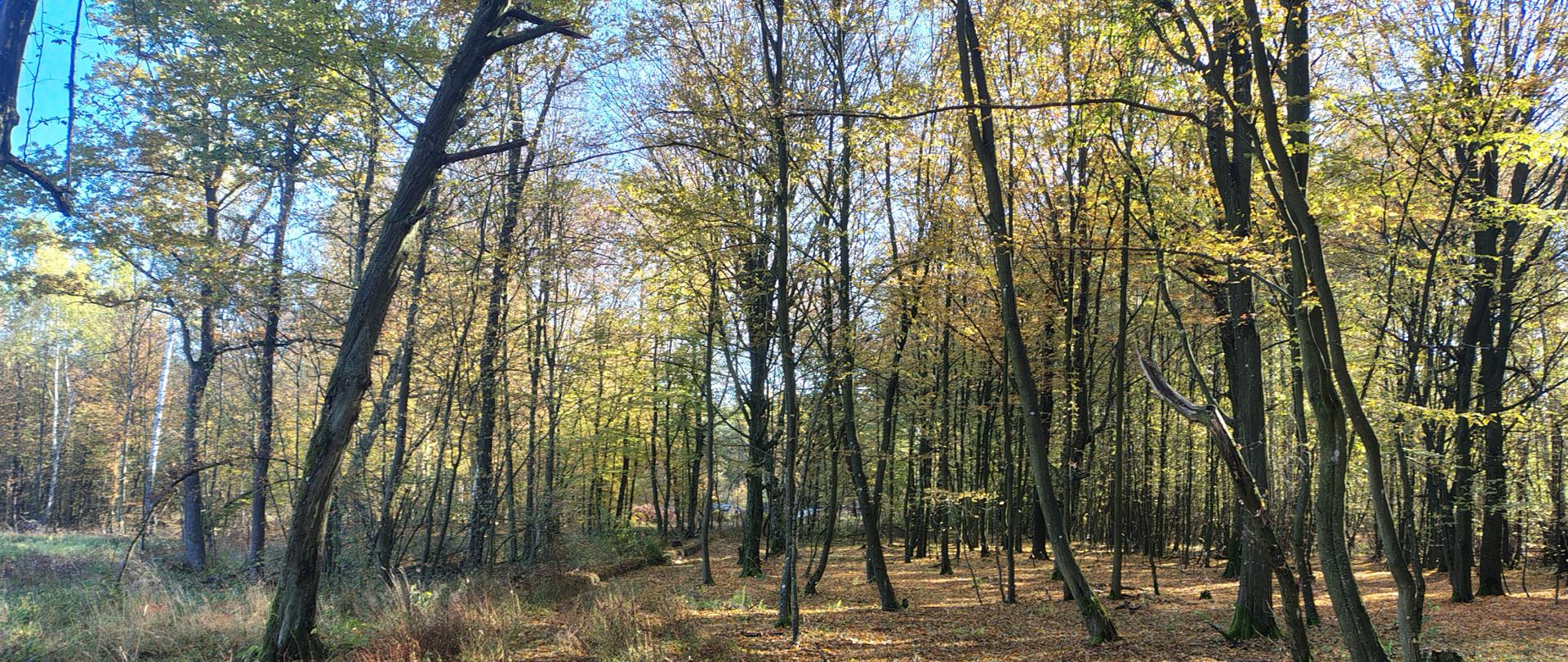 Prześwitujący drzewostan