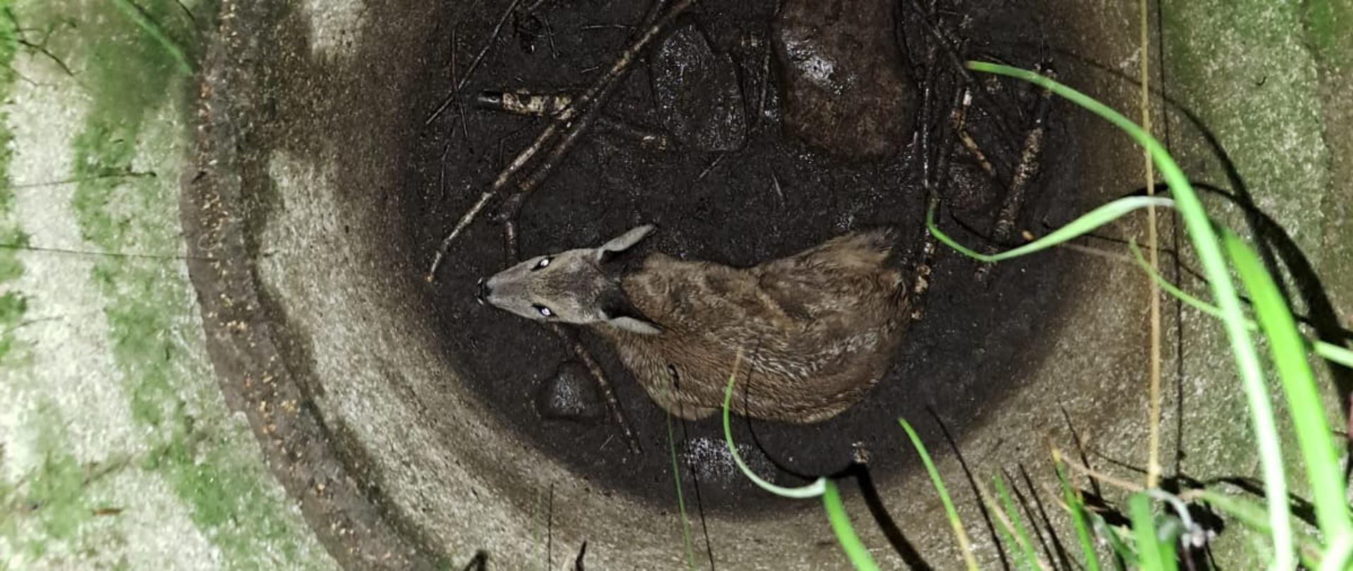 Akcja ratunkowa - wydobycie koźlaka ze studni.