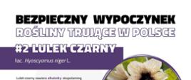 Infografika przedstawiająca zdjęcie roślinę trującą - lulek czarny z opisem
