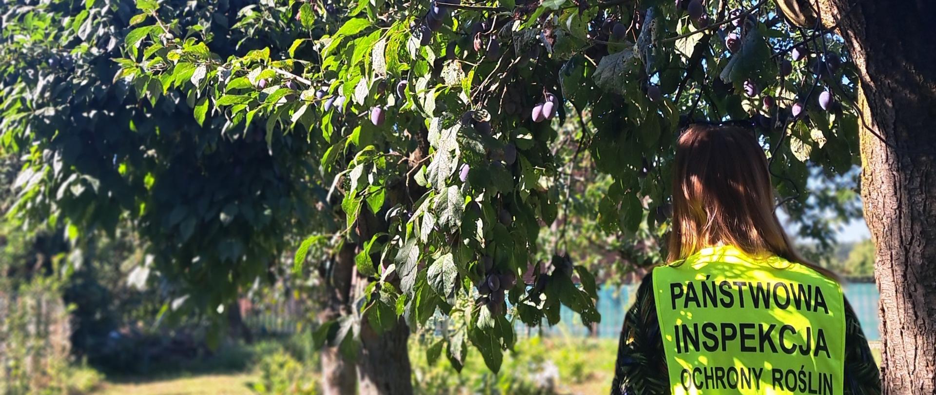 Zdjęcie przedstawiające inspektora w trakcie kontroli.