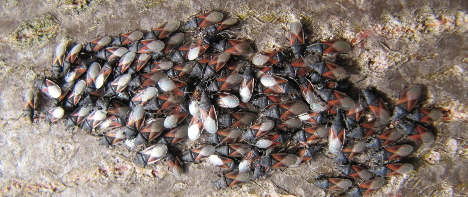 Na zdjęciu skupisko owadów na korze drzewa.