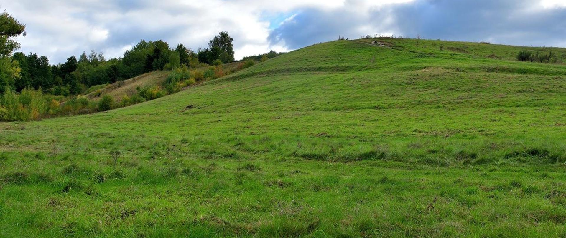 Na zdjęciu zielona trawka w oddali krzewy i drzewa 