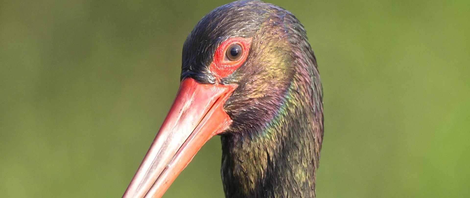 Europejski Dzień Sieci Natura 2000