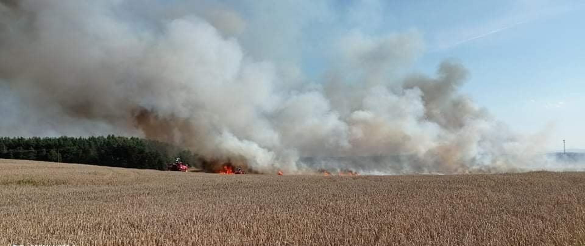 Pożar zboża na pniu w pobliżu miejscowości Gierów